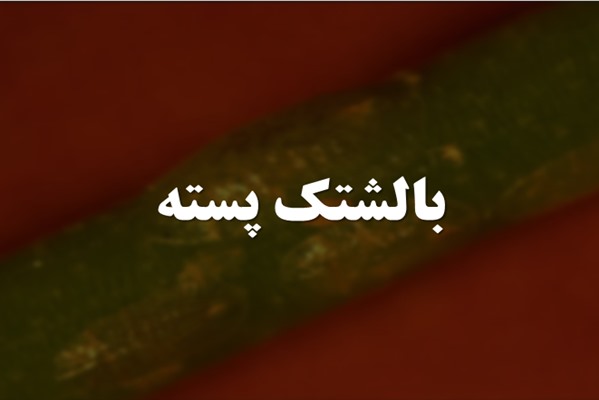 پاورپوینت بالشتک پسته