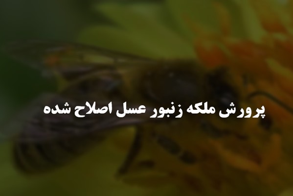 پاورپوینت پرورش ملکه زنبور عسل اصلاح شده