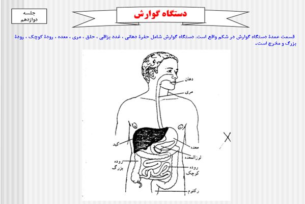 پاورپوینت دستگاه گوارش