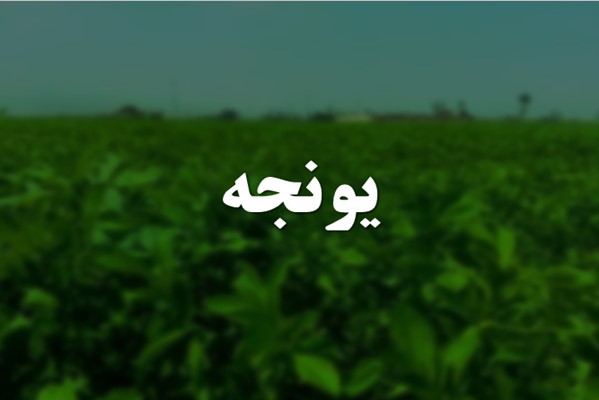 پاورپوینت یونجه