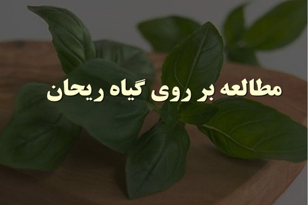 پاورپوینت مطالعه بر روی گیاه ریحان