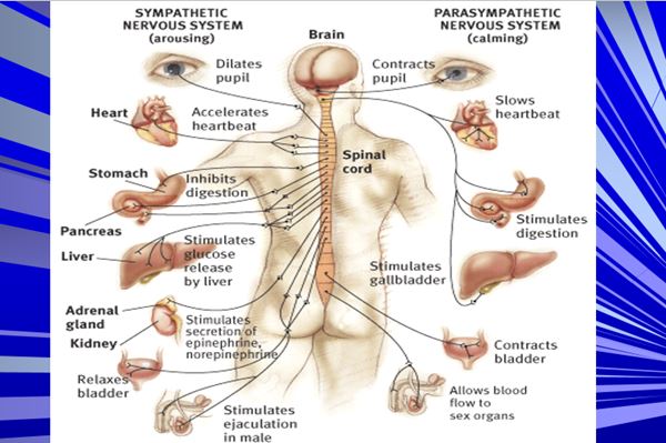 پاورپوینت سیستم اعصاب