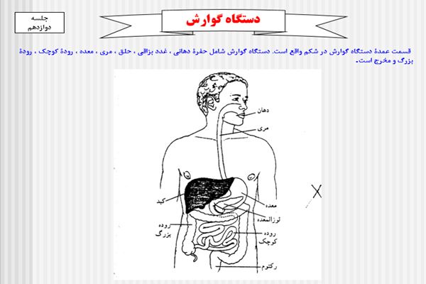 پاورپوینت دستگاه گوارش