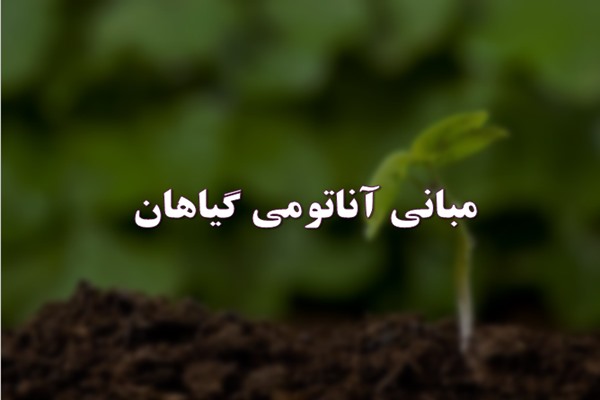 پاورپوینت مبانی آناتومی گیاهان