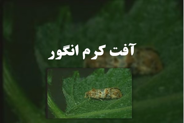 پاورپوینت آفت کرم انگور