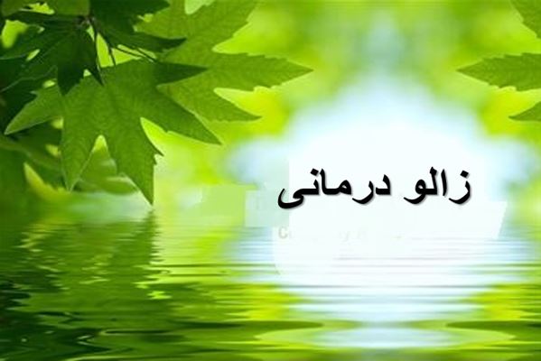 پاورپوینت زالو درمانی