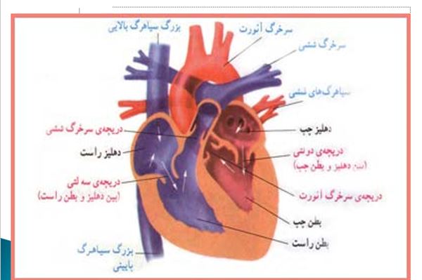 پاورپوینت بروز بيماري هاي قلبي عروقي