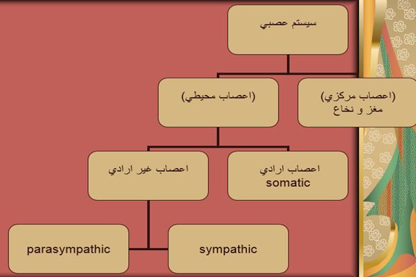 پاورپوینت سیستم عصبی