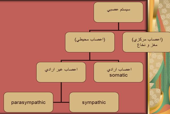 پاورپوینت سیستم عصبی