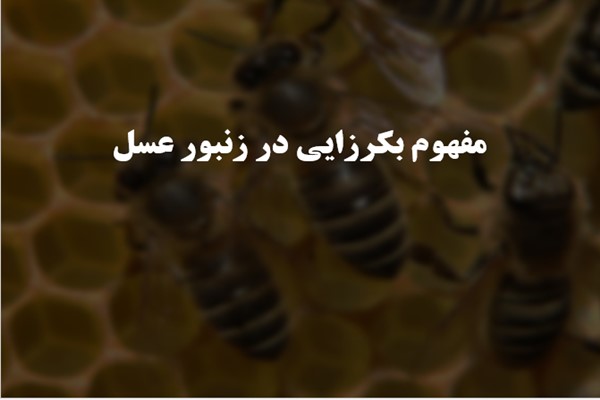 پاورپوینت مفهوم بکرزایی در زنبور عسل