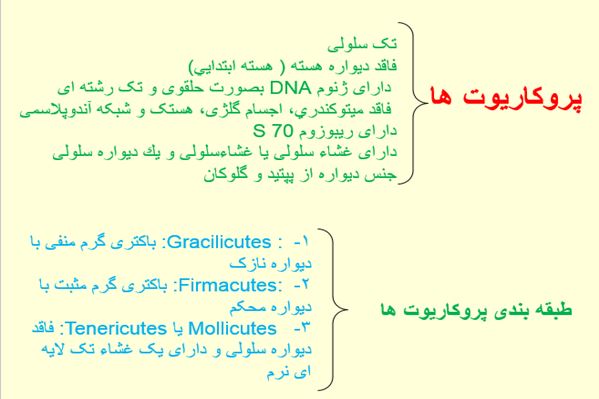 پاورپوینت پروکاریوت ها